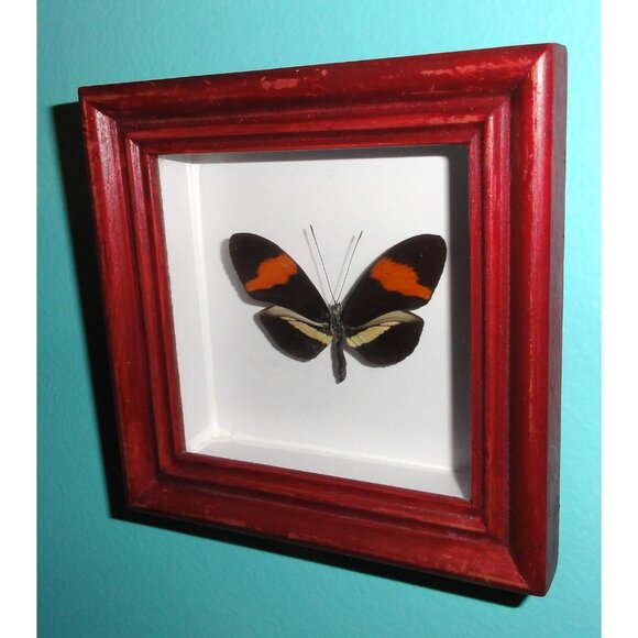 Vintage Framed Postman Butterfly oddity curiosity entomology insect wall hanging - Picture 6 of 10